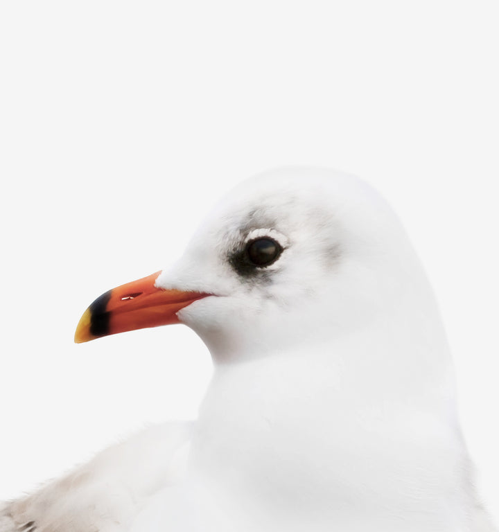 Baby Seagull Framed Canvas