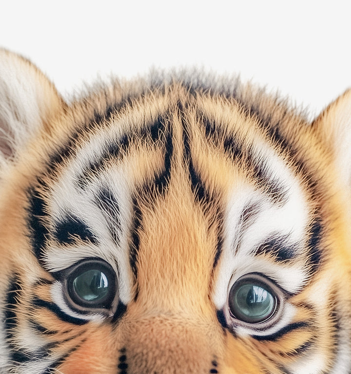 Baby Tiger No. 1