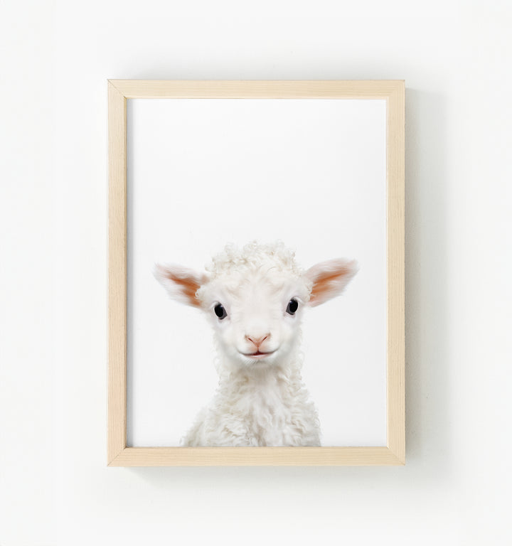 Baby Lamb Framed Canvas