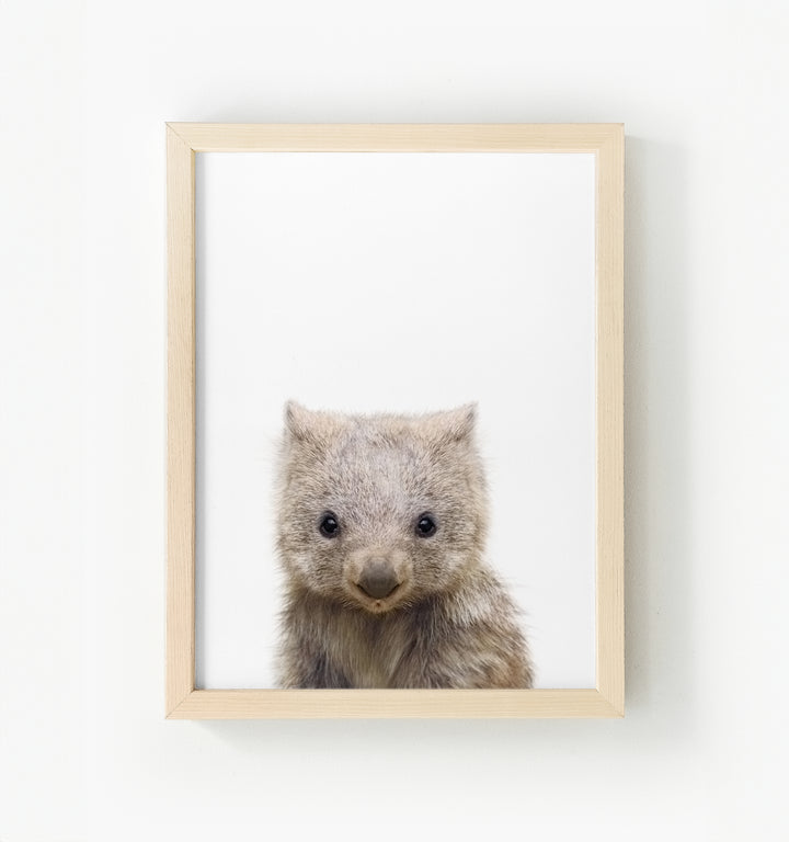 Baby Wombat Framed Canvas