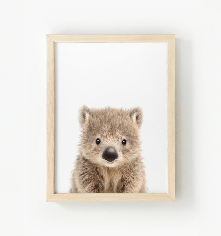 Baby Wombat Framed Canvas