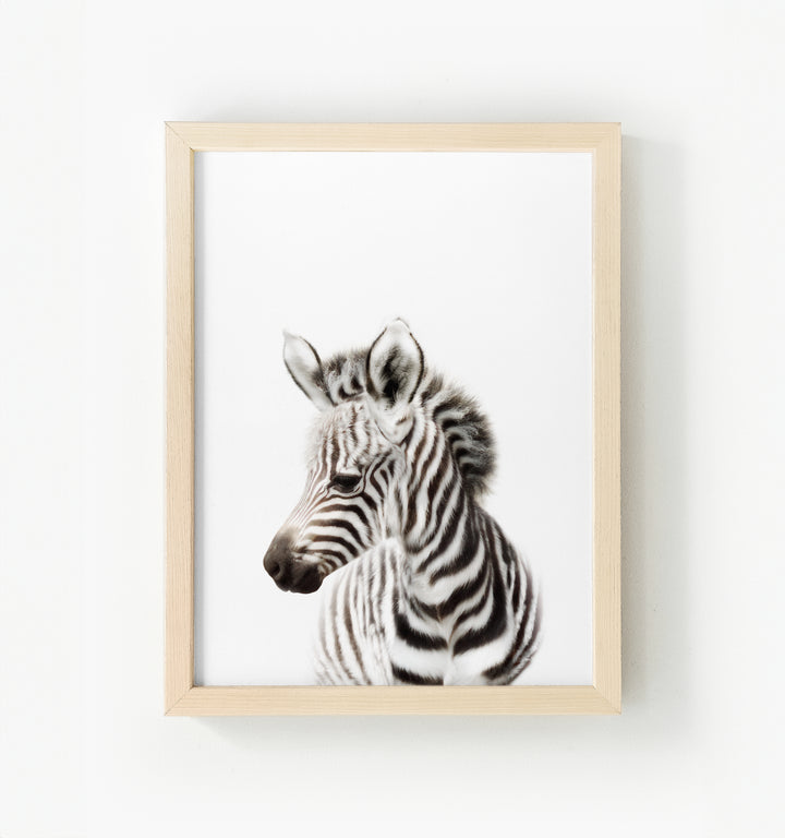 Baby Zebra Framed Canvas