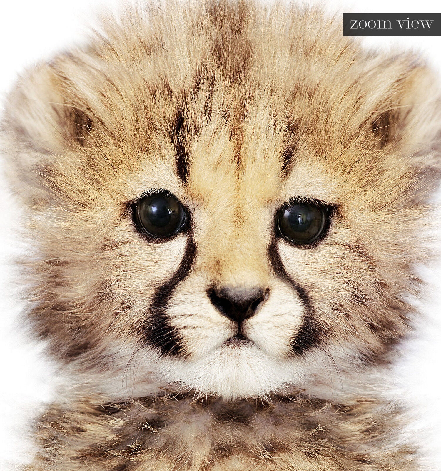 Baby Rainbow Cheetah 9