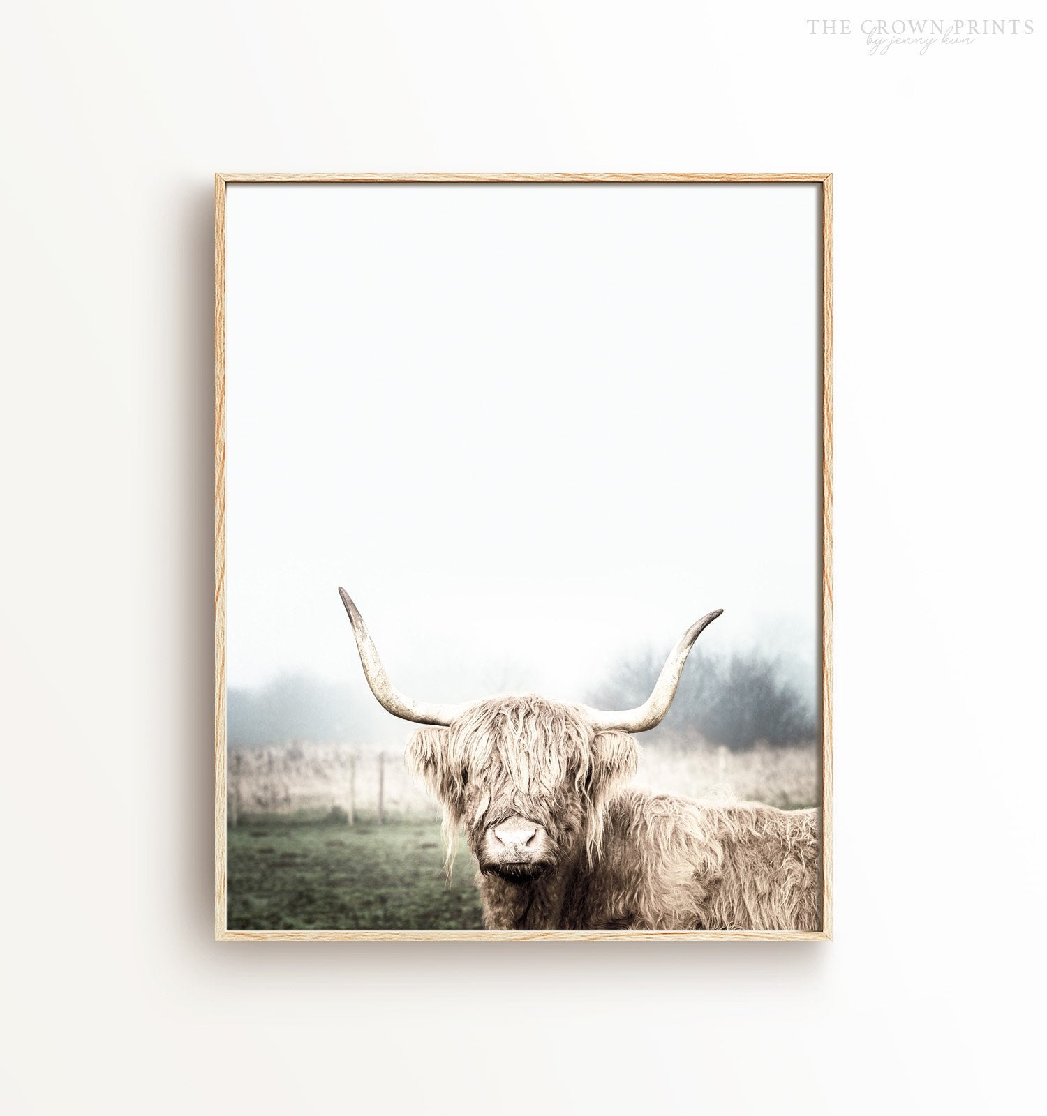 Highland Cow 2